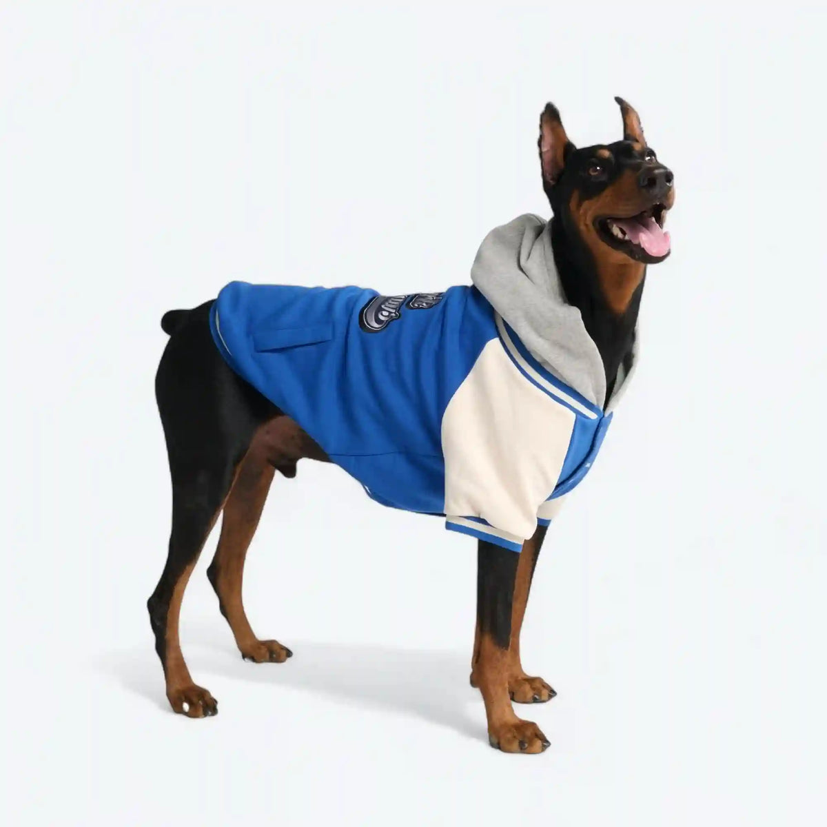 Dog Varsity Jacket - Blue