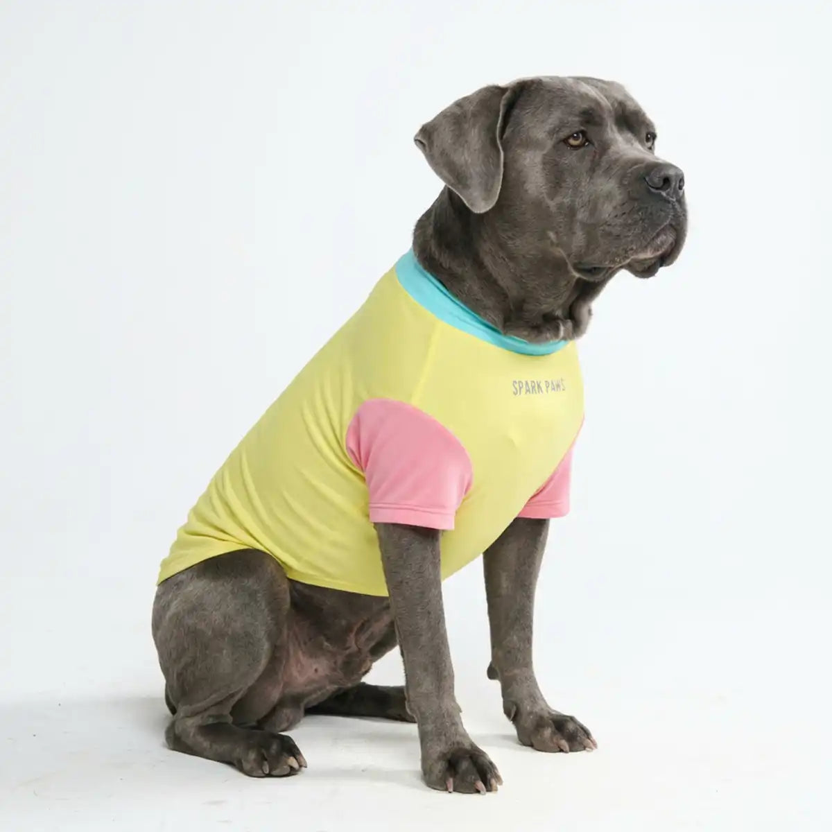 Sunblock Dog T-Shirt - Yuzu